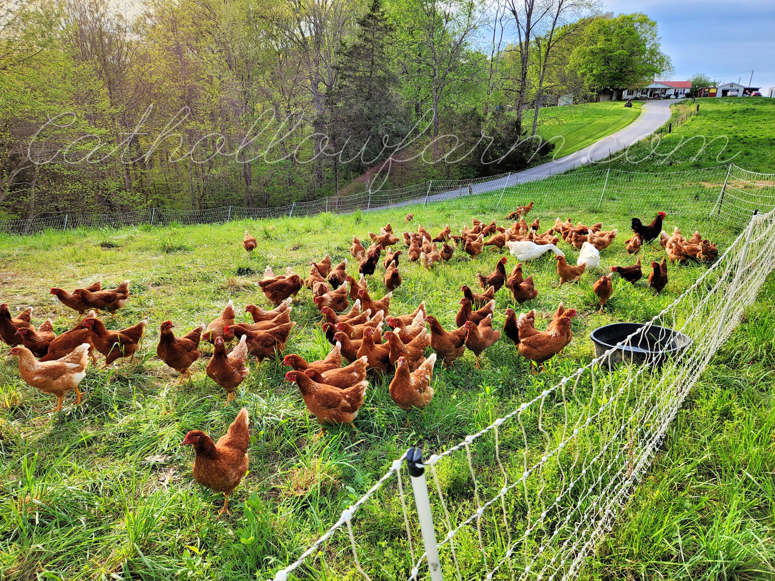 chickens in the pasture