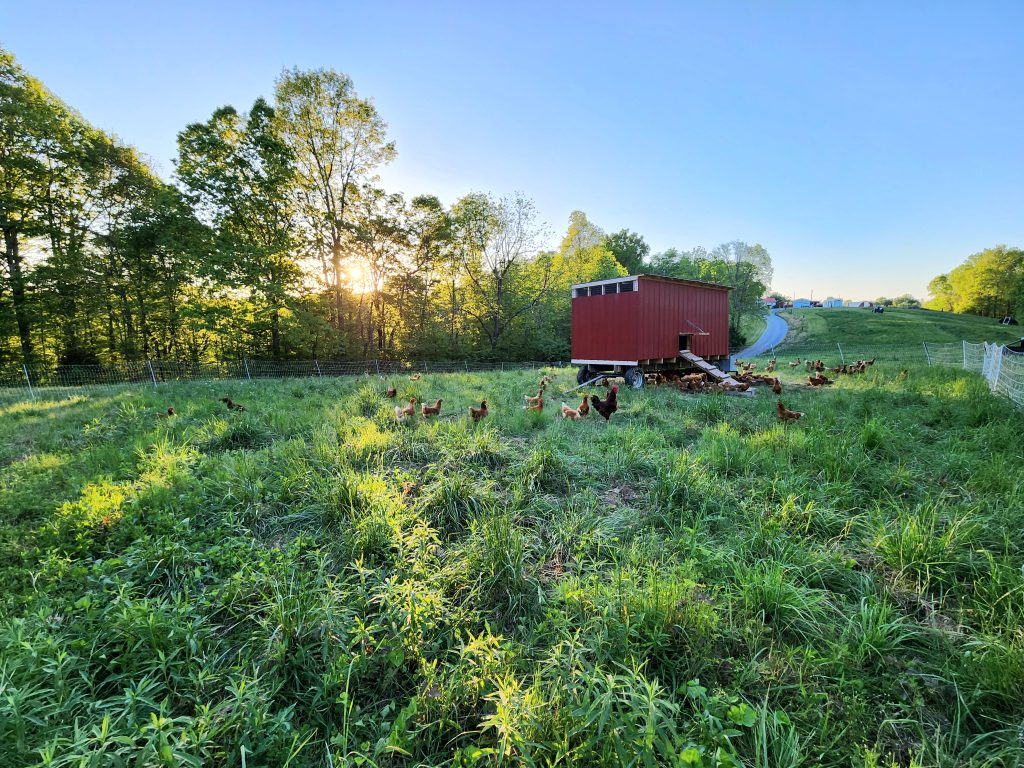 chickens in the pasture