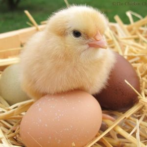 Baby chick next to eggs