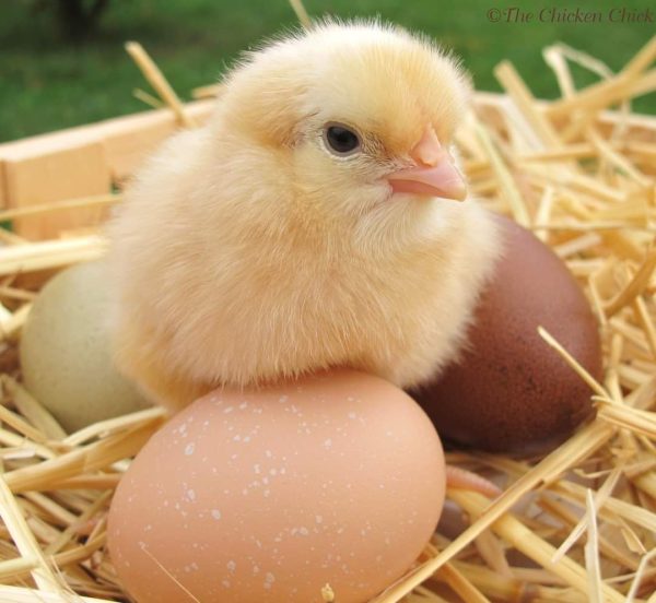 Baby chick next to eggs