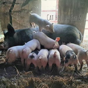 feeder pigs