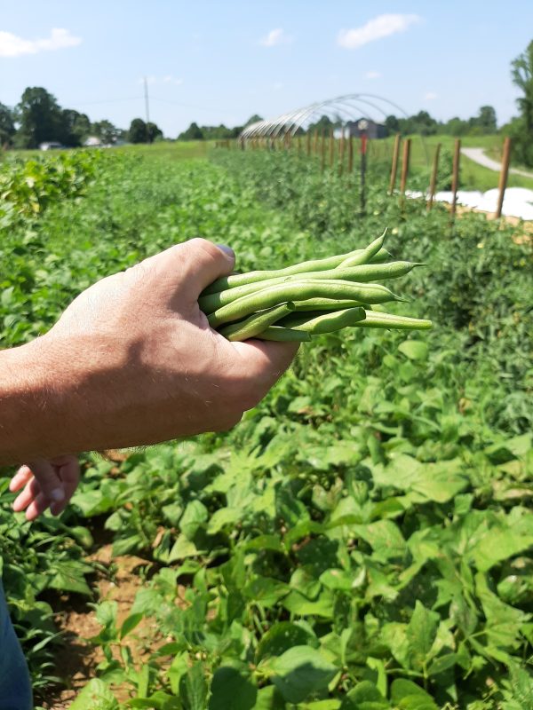 produce grows on the organic farm