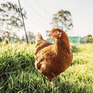 pullets on the farm