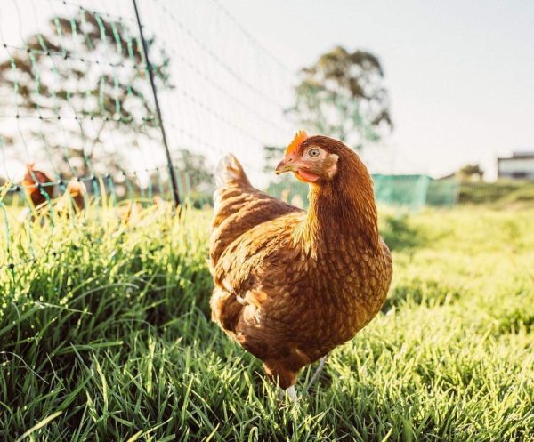 pullets on the farm