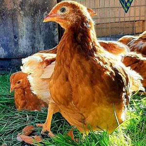 pullets on the farm