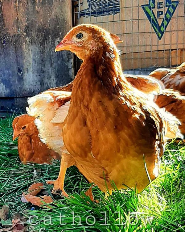 pullets on the farm