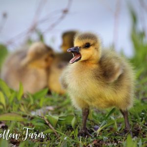 goslings