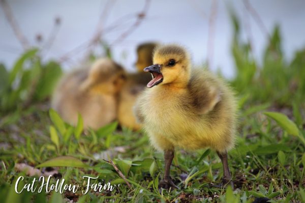 goslings