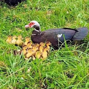 Muscovy Ducks & Ducklings